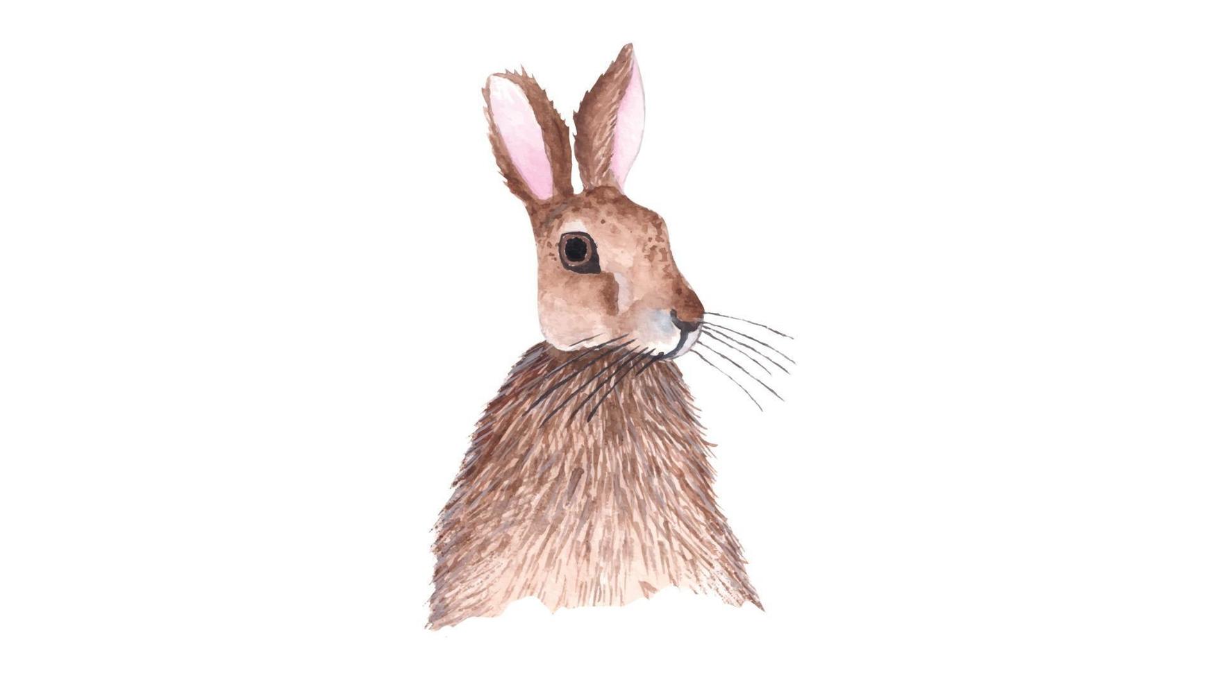 Watercolor Illustration of Little Bunny vector