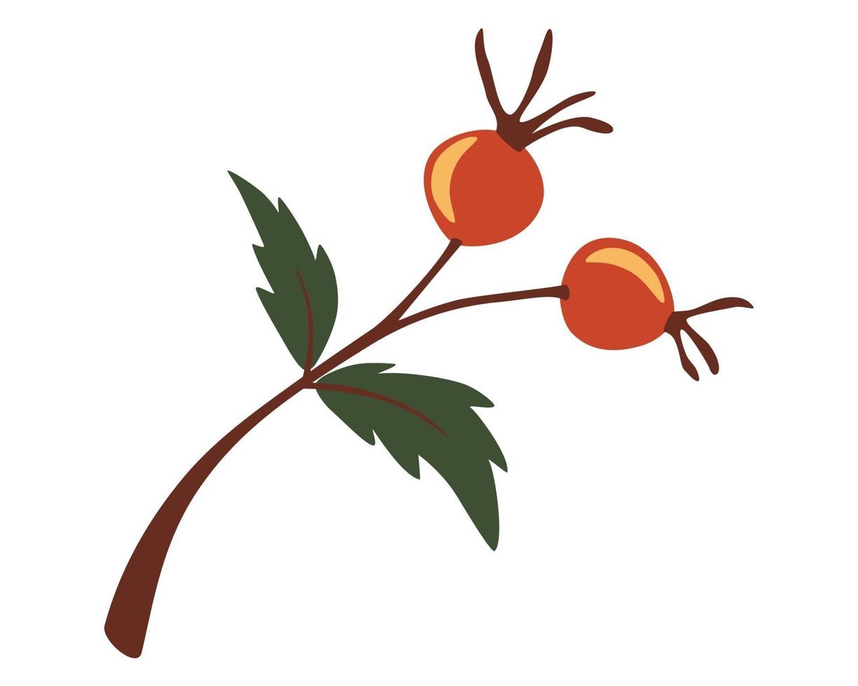 Autumn rosehip branch. Rosehip, dog-rose. Berries. vector