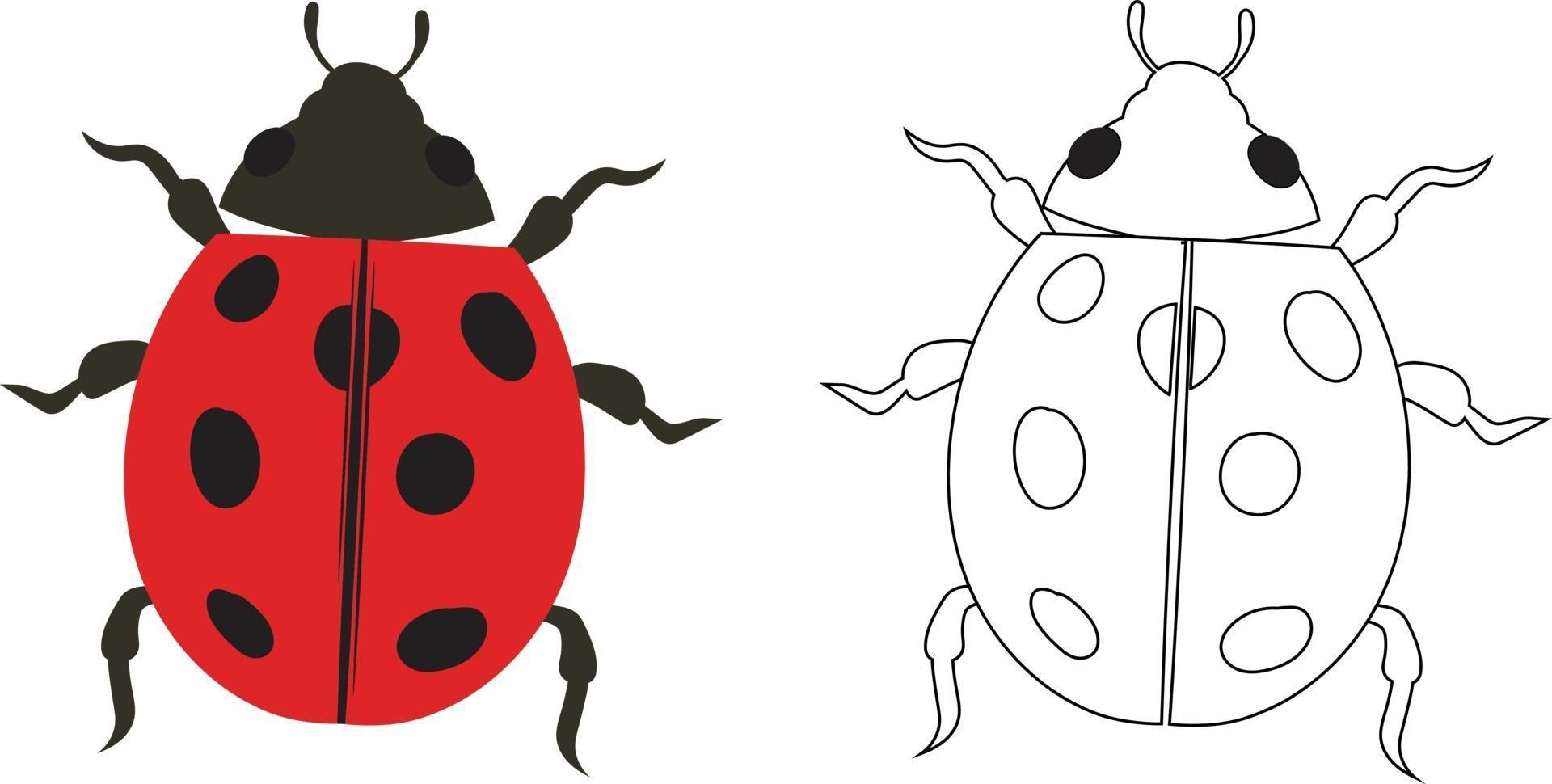 Learn How to Draw a Ladybug (Insects) Step by Step : Drawing Tutorials