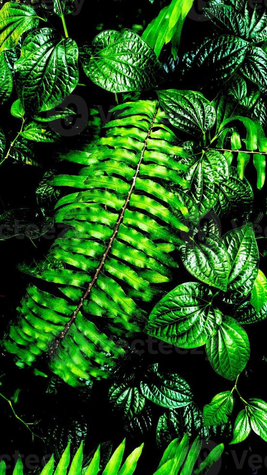 hoja verde tropical en tono oscuro foto