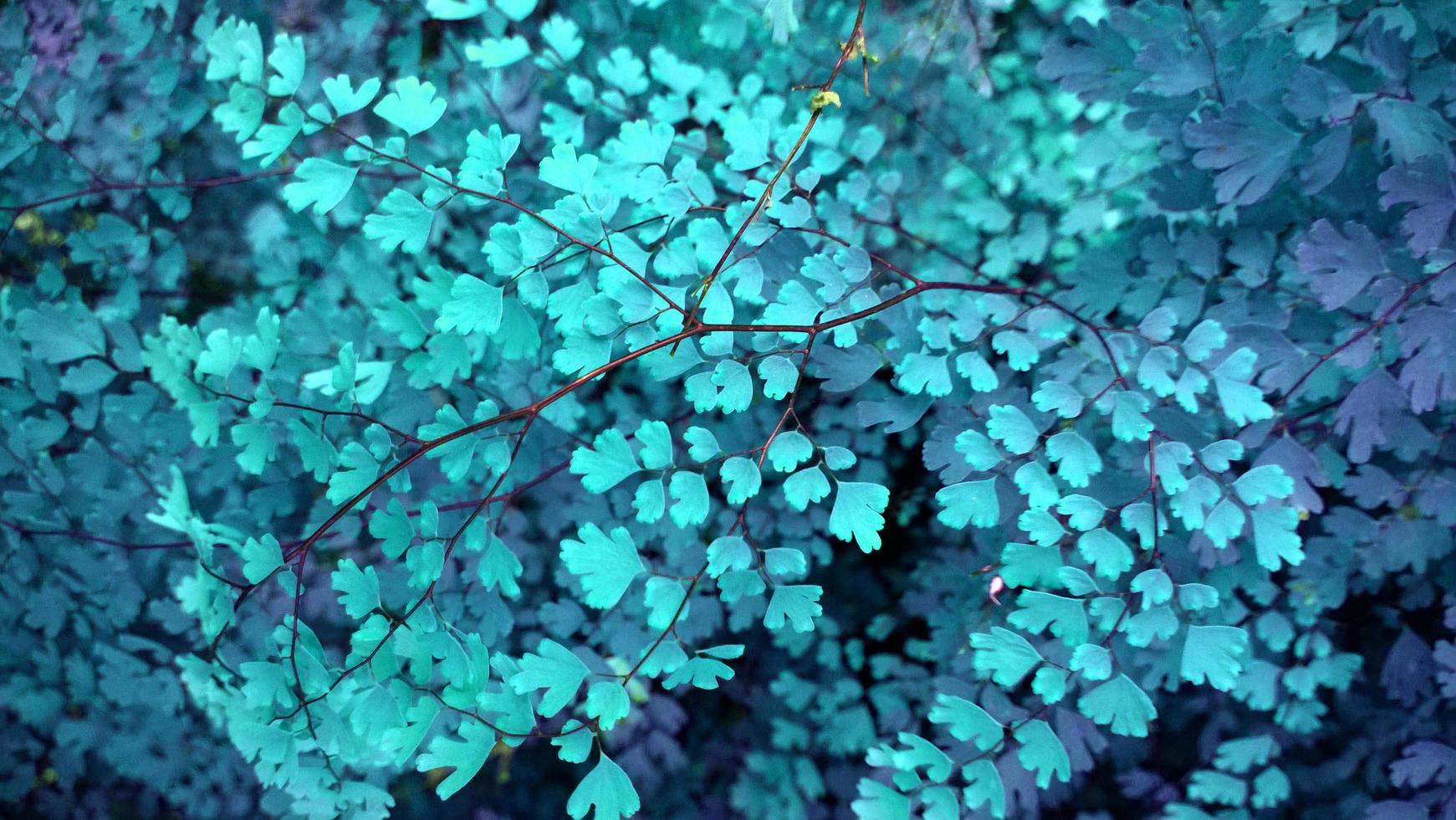 Tropical blue leaf glow in the dark background photo