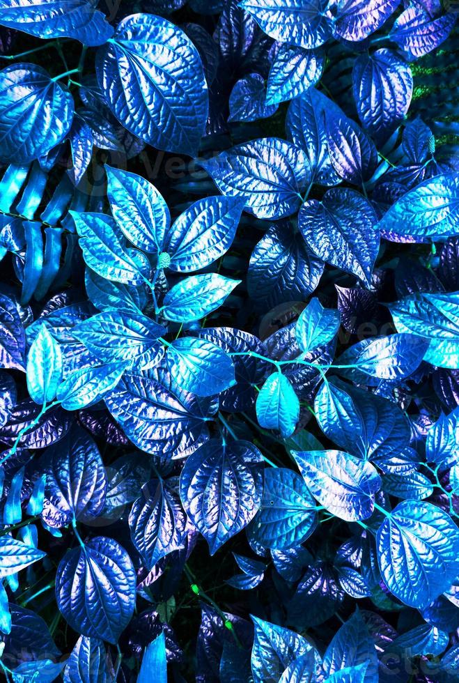 Tropical blue leaf photo