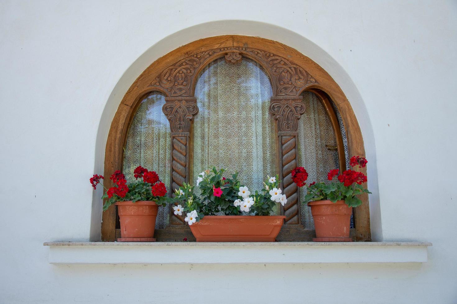 Red Geranium flowers photo