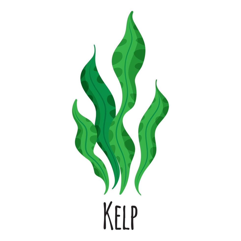 Kelp superfood seaweed for template farmer market, packing. vector