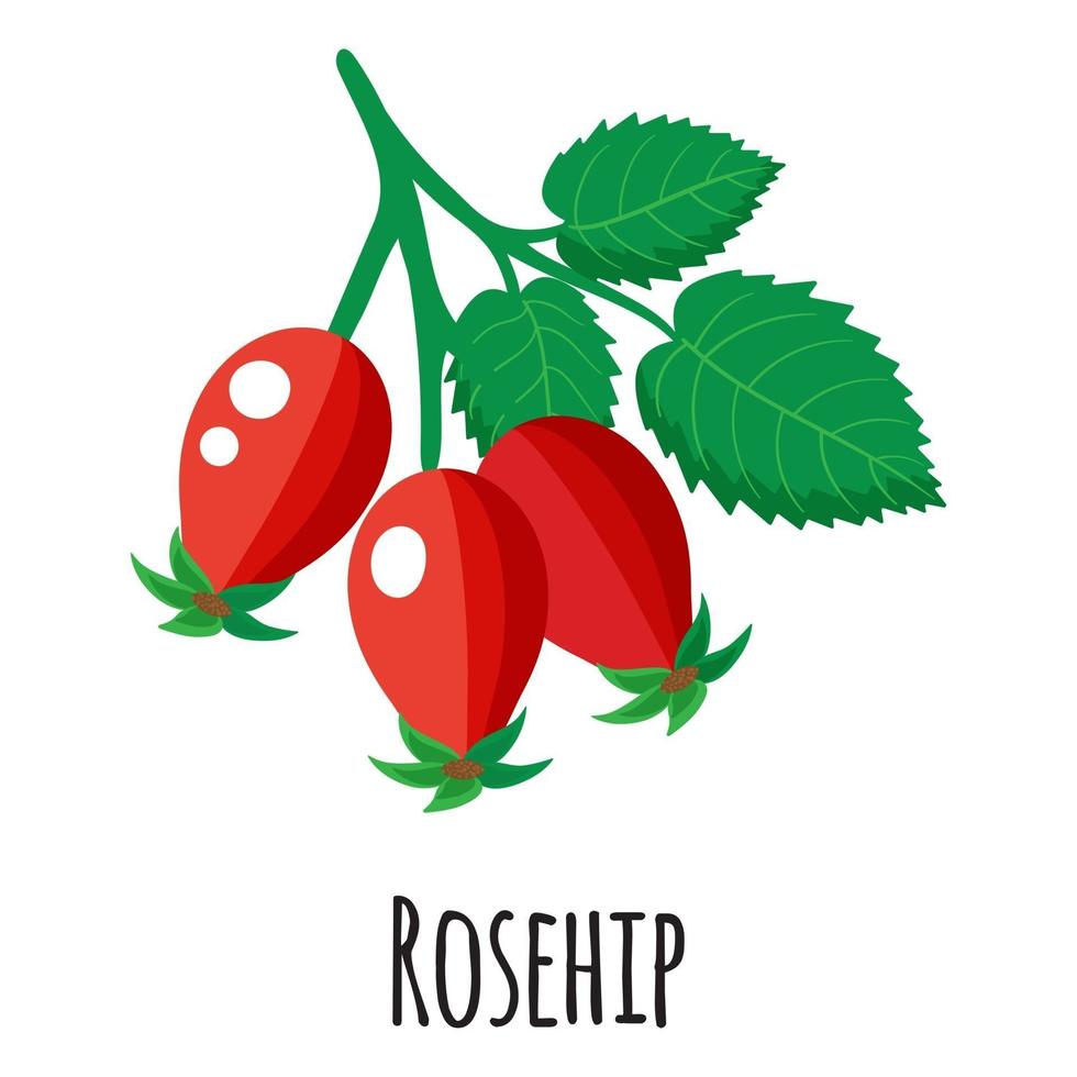 Rosehip superfood fruit for template farmer market, label, packing. vector