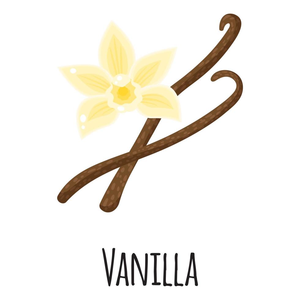 Vanilla superfood plant for template farmer market, label, packing. vector