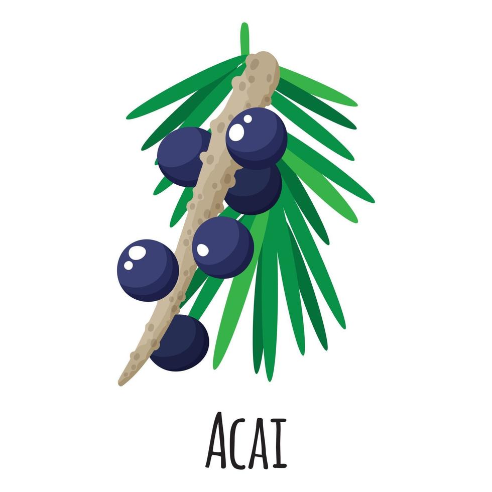Acai superfood fruit for template farmer market, label, packing. vector