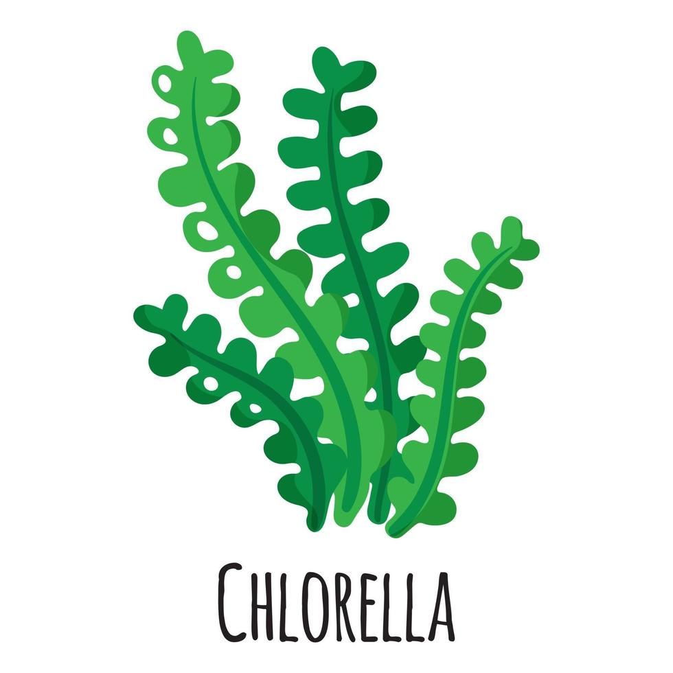 Chlorella superfood plant for template farmer market, label, packing. vector