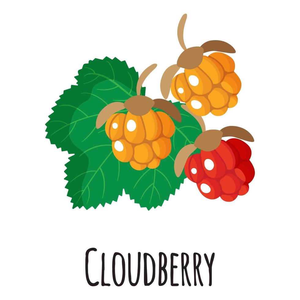 Cloudberry superfood fruit for template farmer market, label, packing. vector