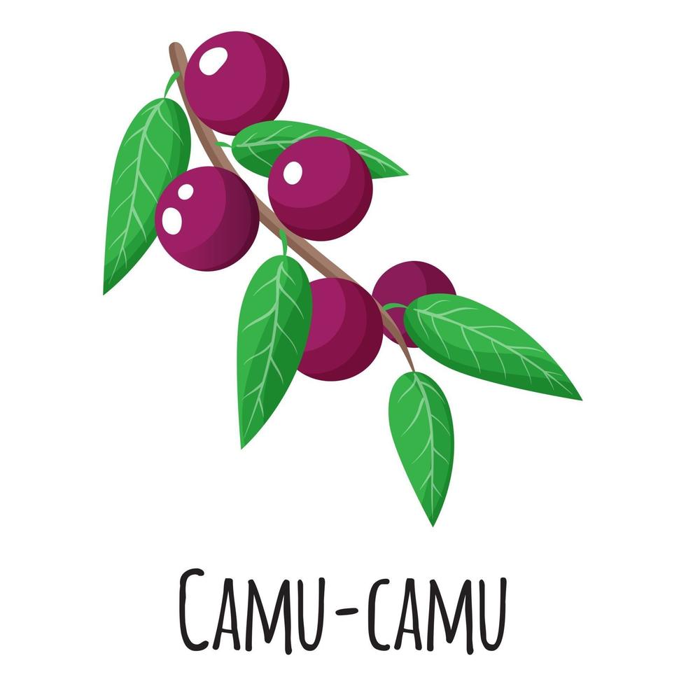 fruta de superalimento de camu camu para el mercado de agricultores de plantilla, etiqueta, embalaje. vector