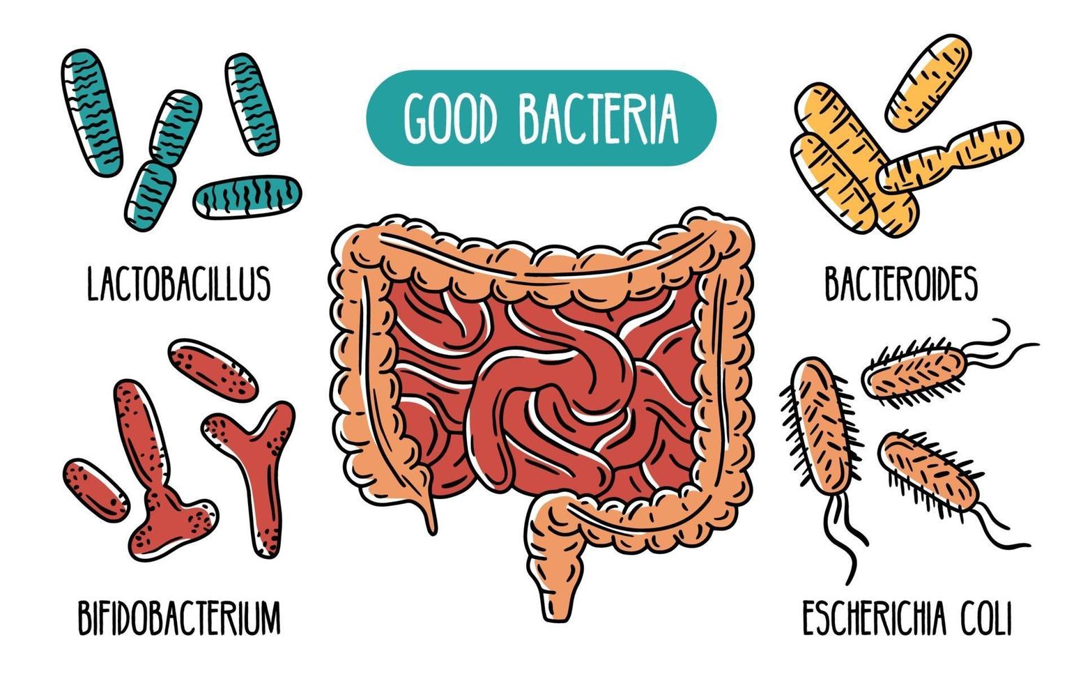 Vector infographics of the good human gut bacteria