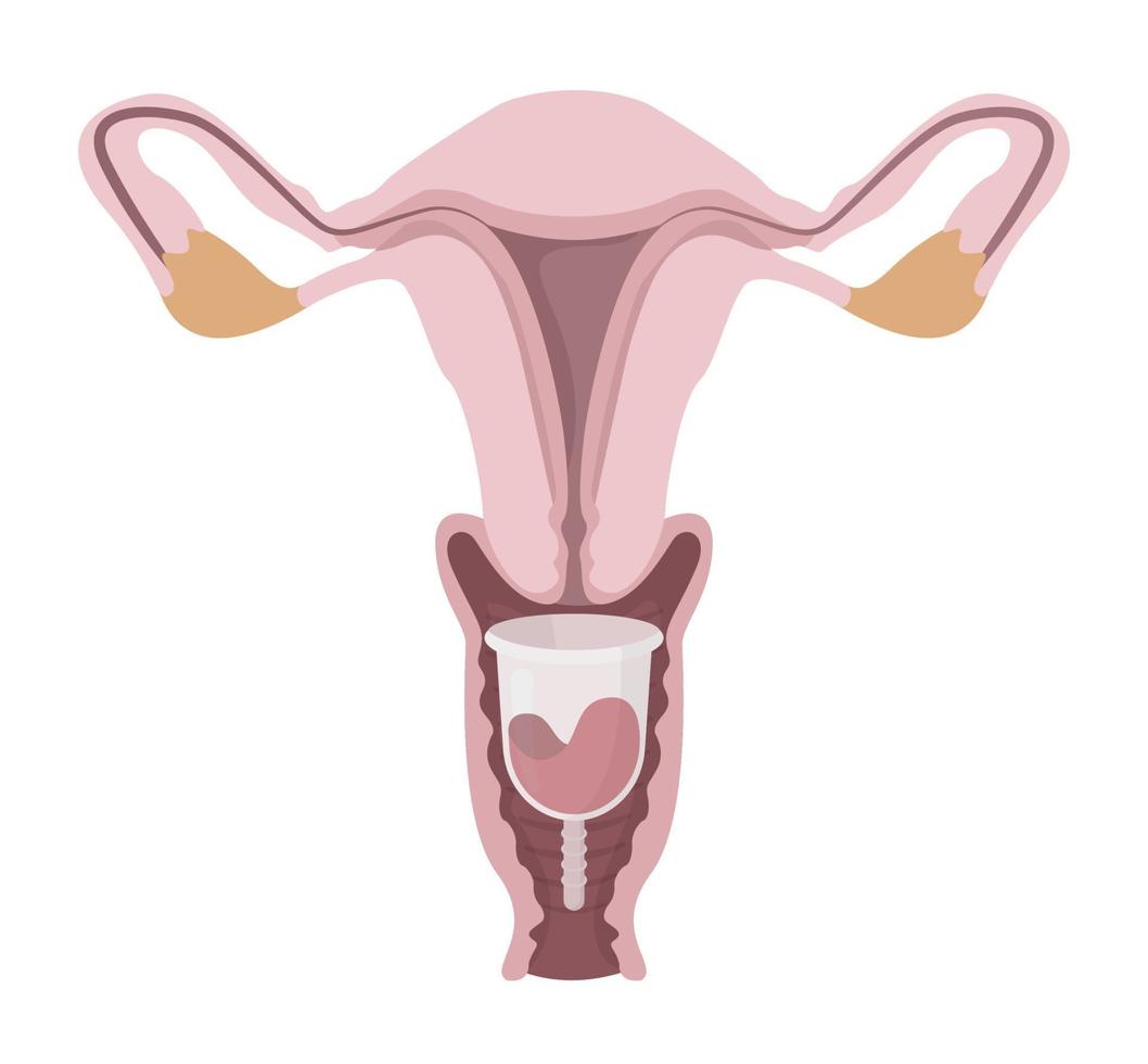 Menstrual cup inside of female reproductive system vector