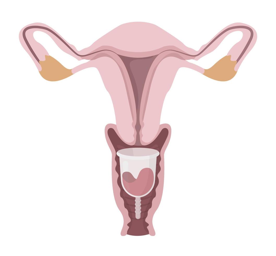 copa menstrual dentro del sistema reproductor femenino vector