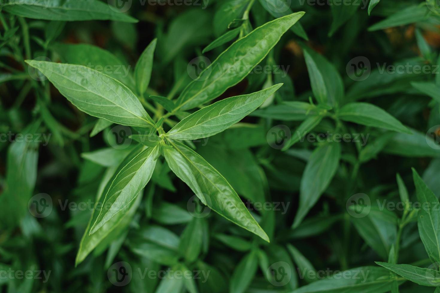 kariyat o andrographis paniculata hierbas medicinales tailandesas foto