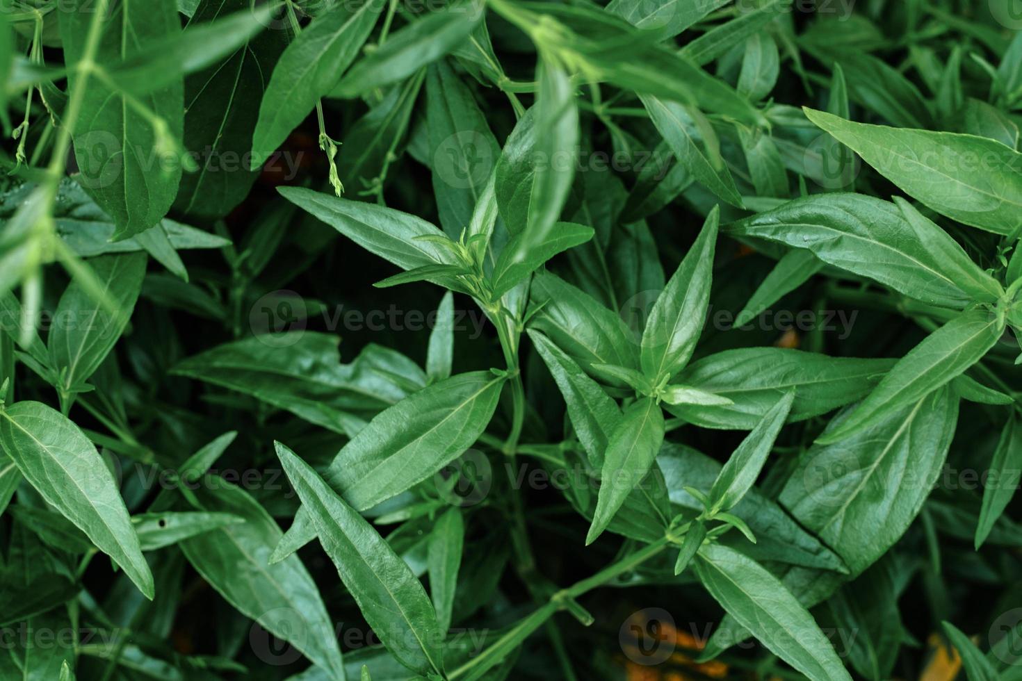 kariyat o andrographis paniculata hierbas medicinales tailandesas foto