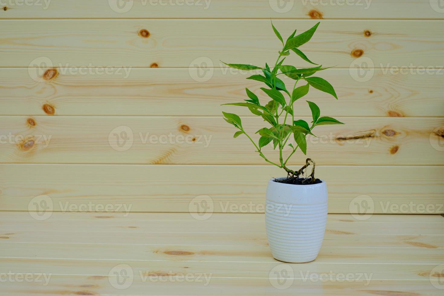 Kariyat or Andrographis paniculata in plant pot photo