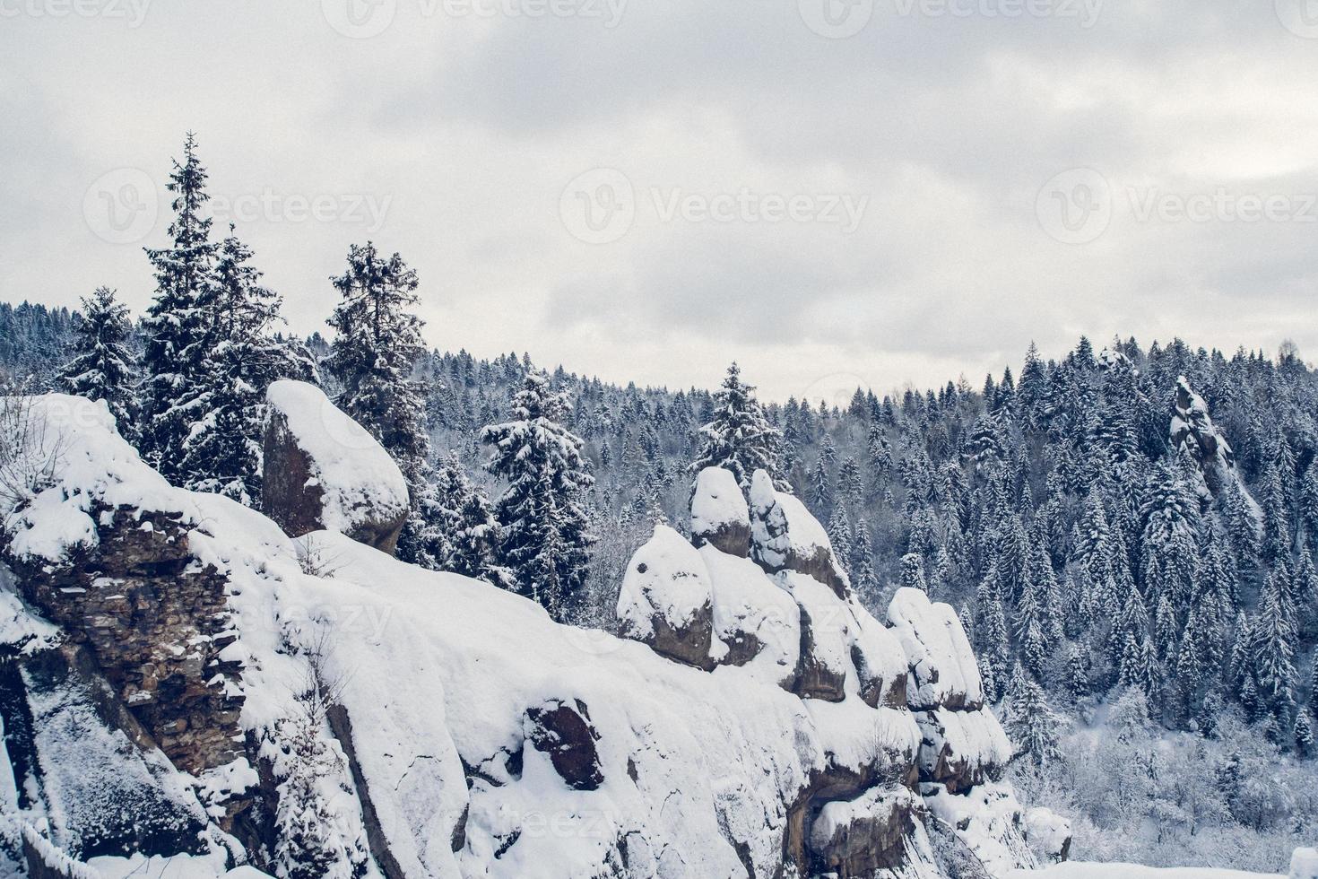 grupo de abetos cubiertos de nieve. bosque cubierto de nieve en las montañas foto