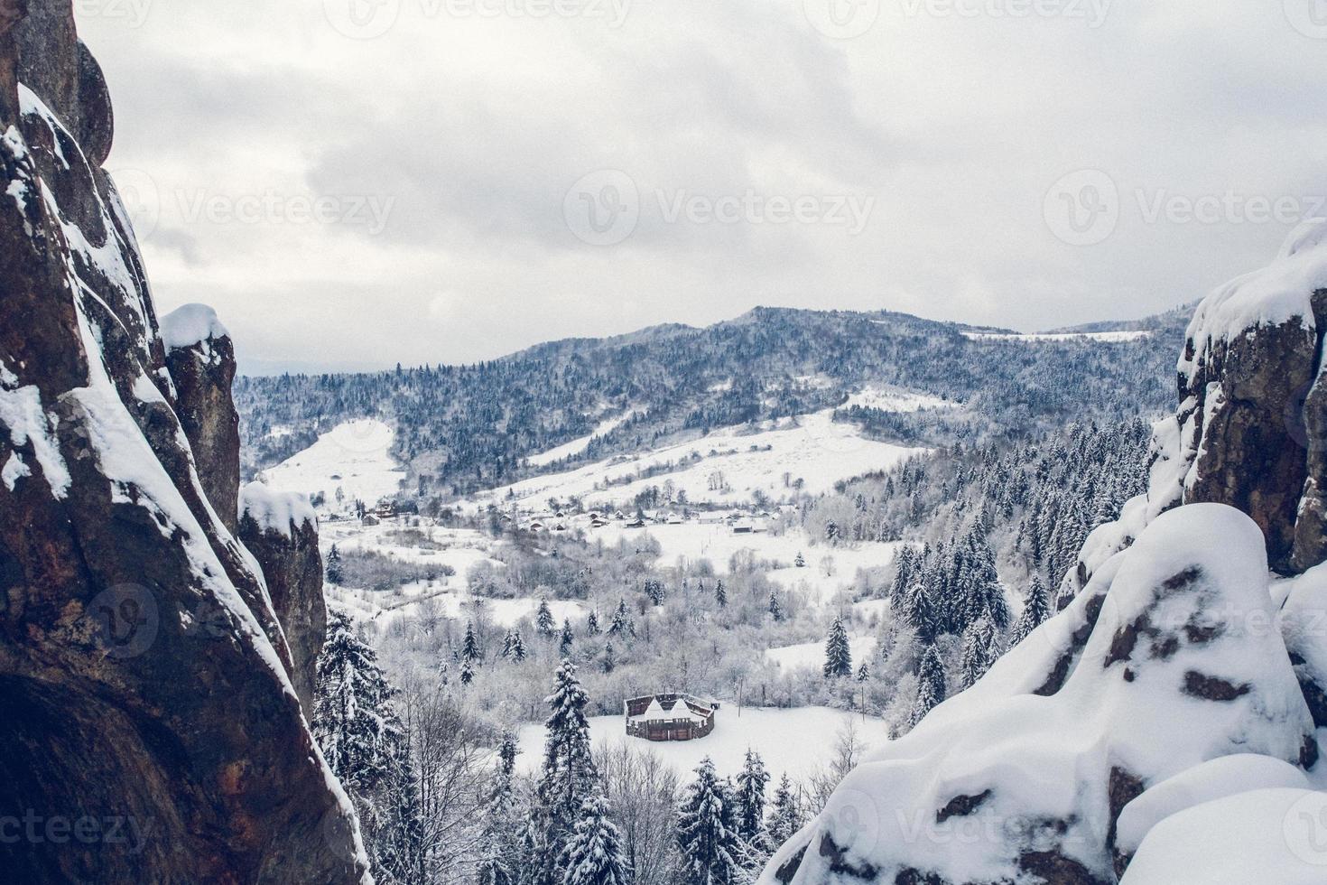 grupo de abetos cubiertos de nieve. bosque cubierto de nieve en las montañas foto