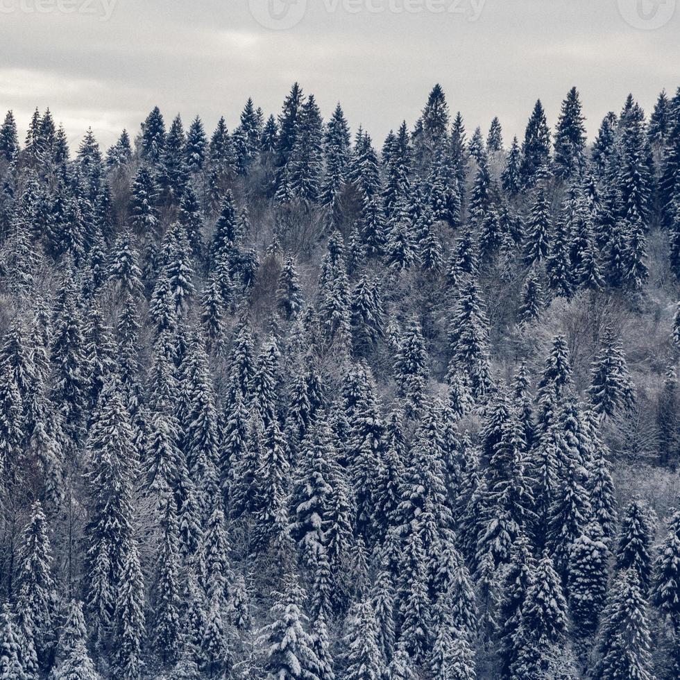 grupo de abetos cubiertos de nieve. bosque cubierto de nieve en las montañas foto