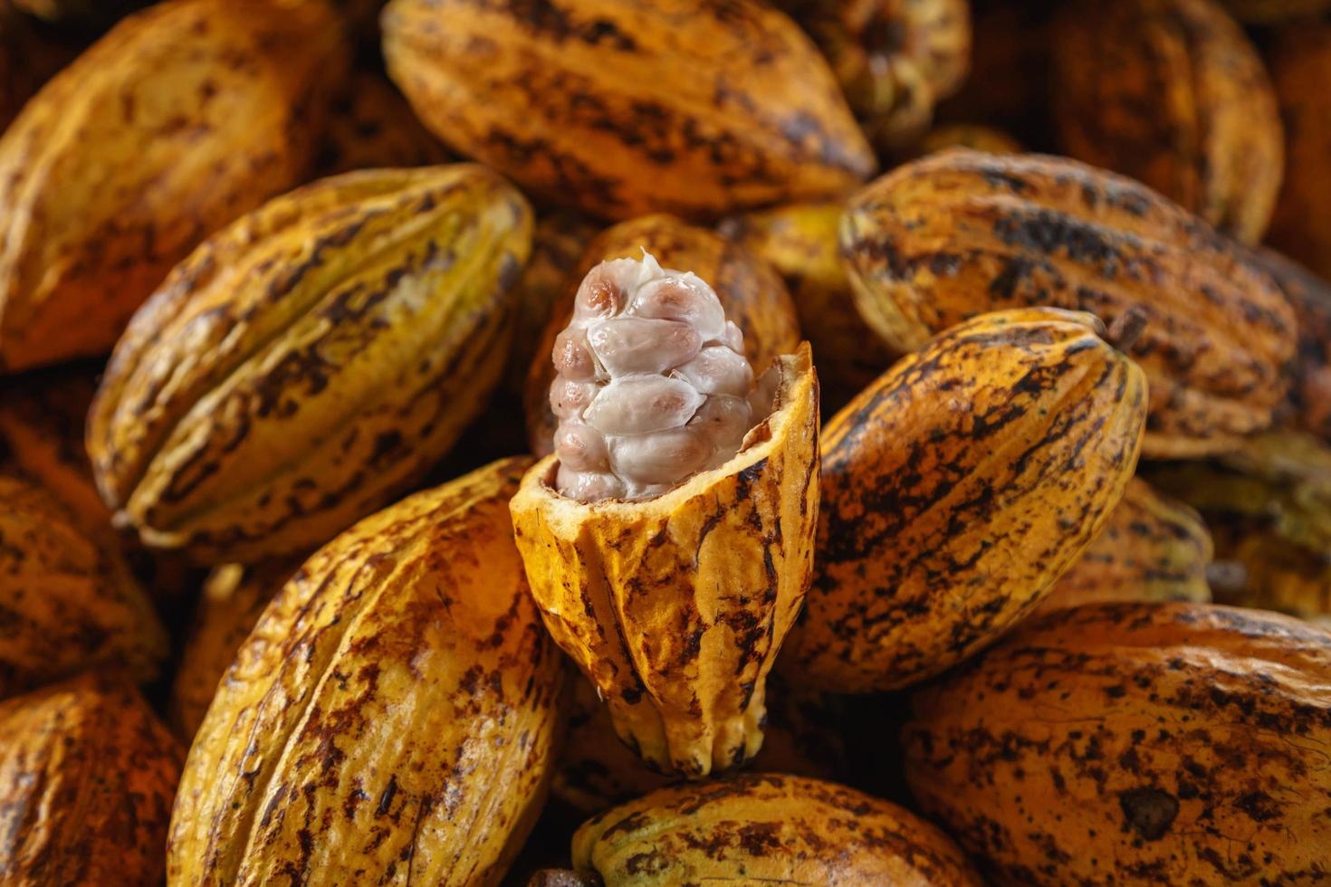 mazorcas de cacao crudas y granos de cacao foto