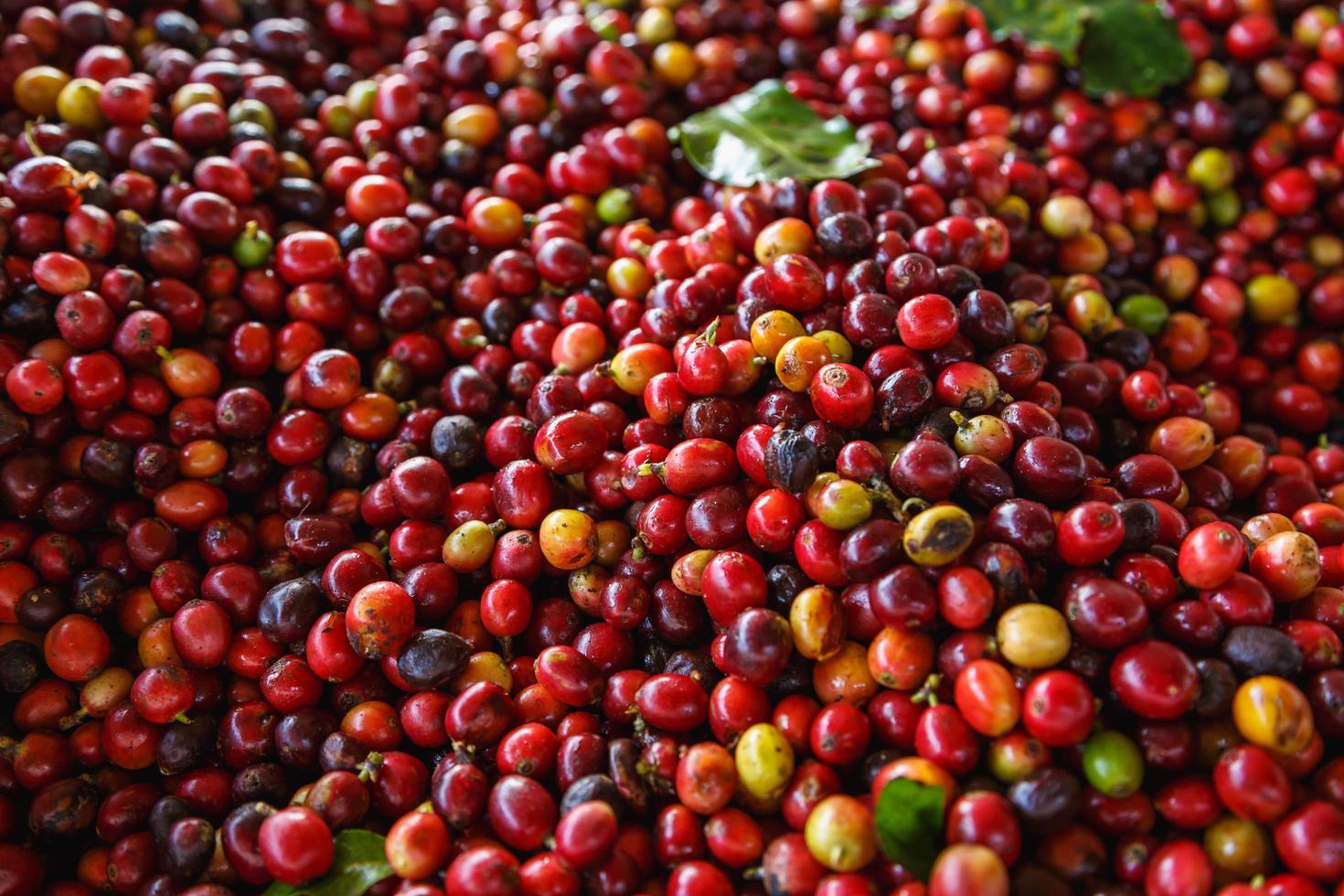 Cerca de granos de café crudo rojo fresco foto