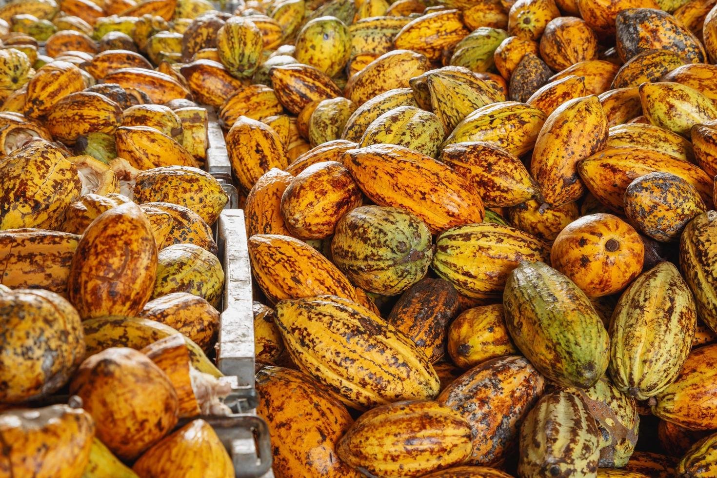 mazorcas de cacao mazorcas de cacao granja de chocolate orgánico en la fábrica foto