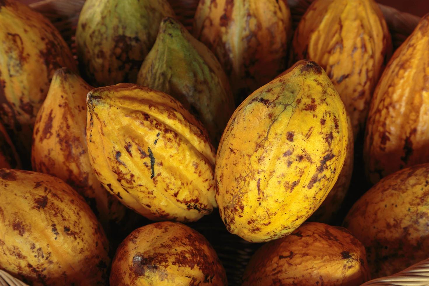 fruta fresca de cacao en una canasta foto