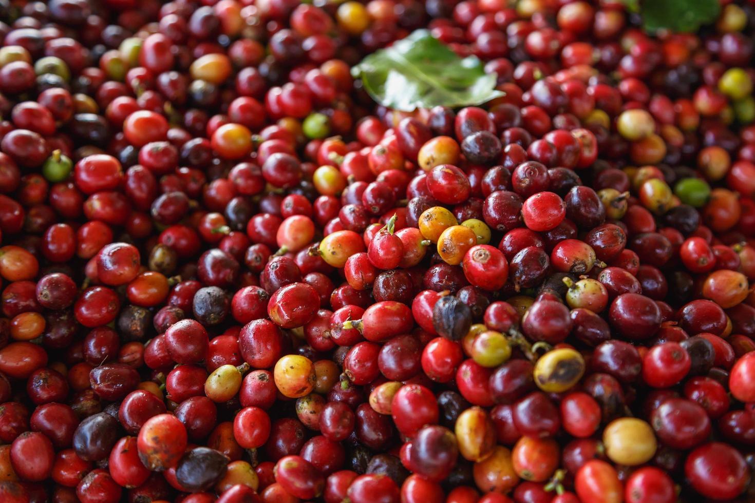 Close up of fresh red raw coffee beans 3239237 Stock Photo at Vecteezy