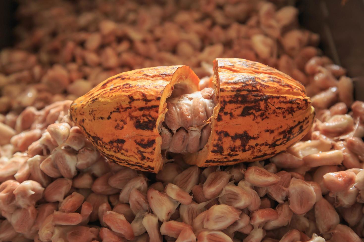 mazorcas de cacao crudas y granos de cacao foto