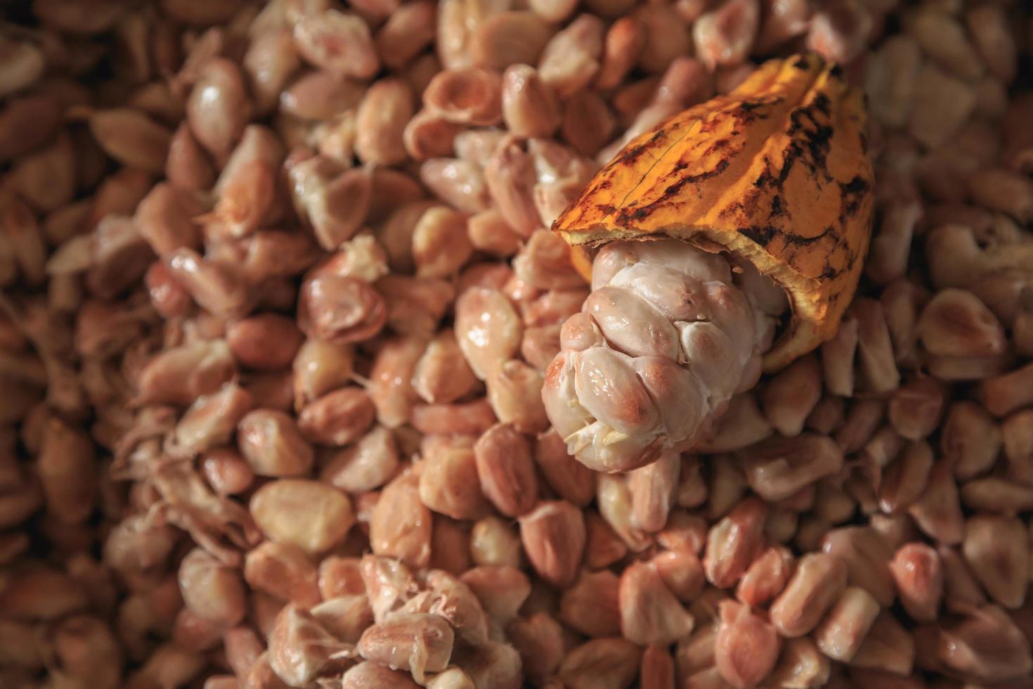 mazorcas de cacao crudas y granos de cacao foto