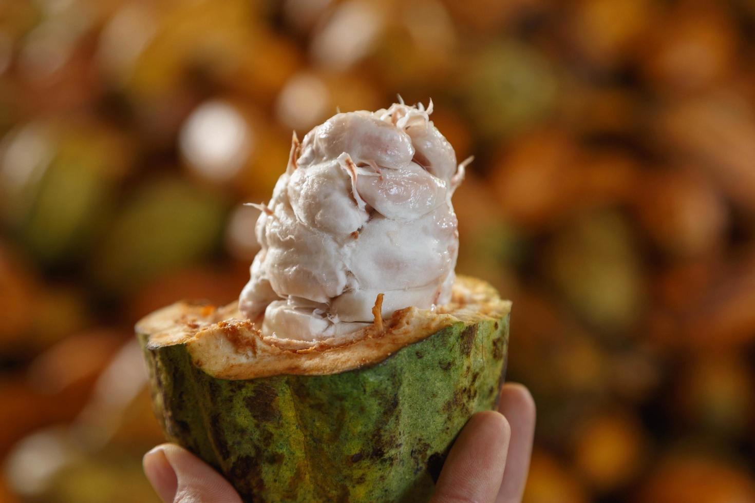 Raw cocoa pods and cocoa beans photo