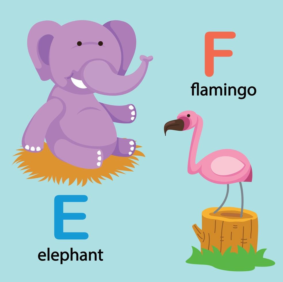 Ilustración aislada letra del alfabeto e-elefante, f-flamenco vector