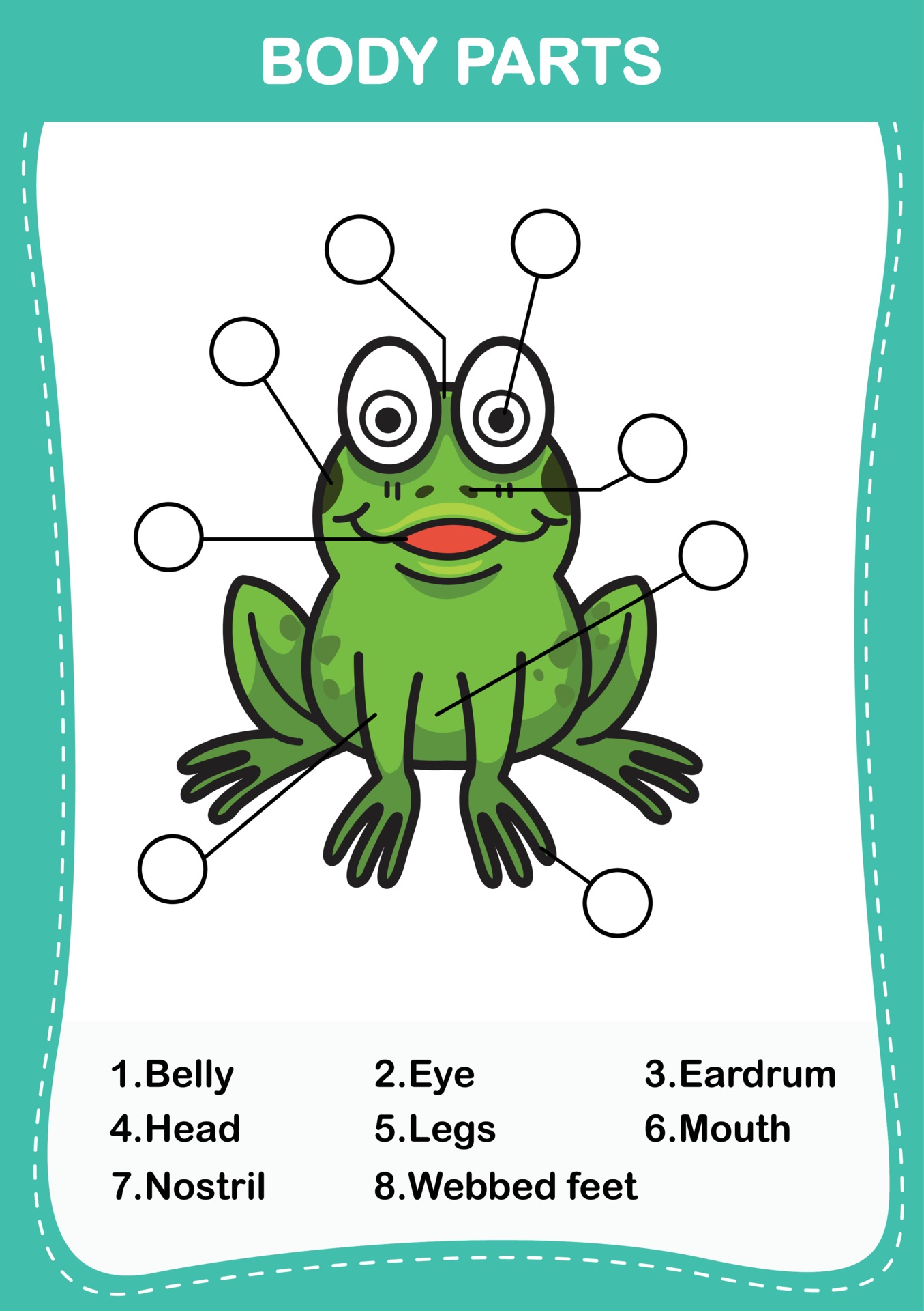 Английские слова лягушка. Лягушка по английскому. Части тела лягушки на английском. Лягушка по частям тела. Frog Part.