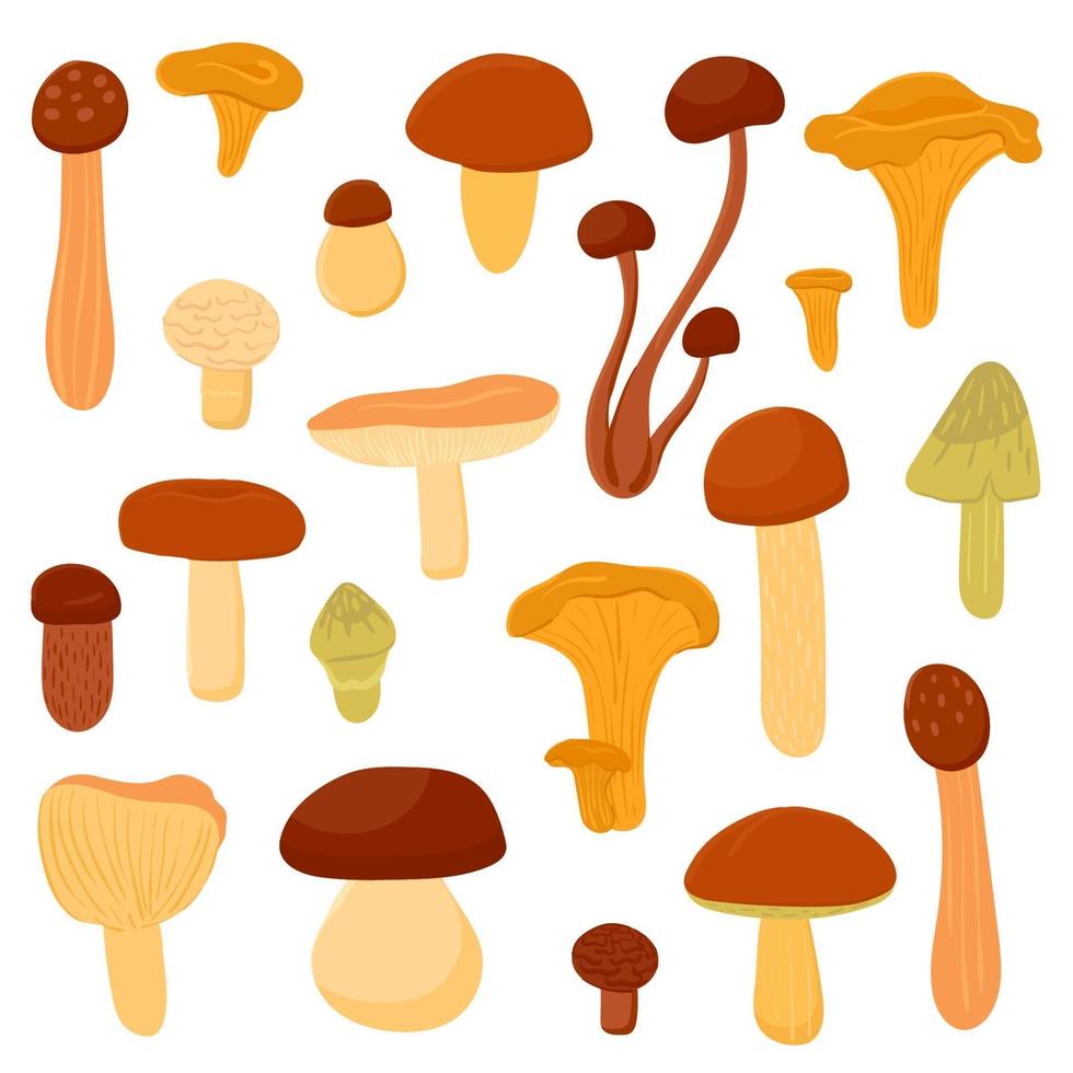 A set of different edible mushrooms. Cartoon vector illustration