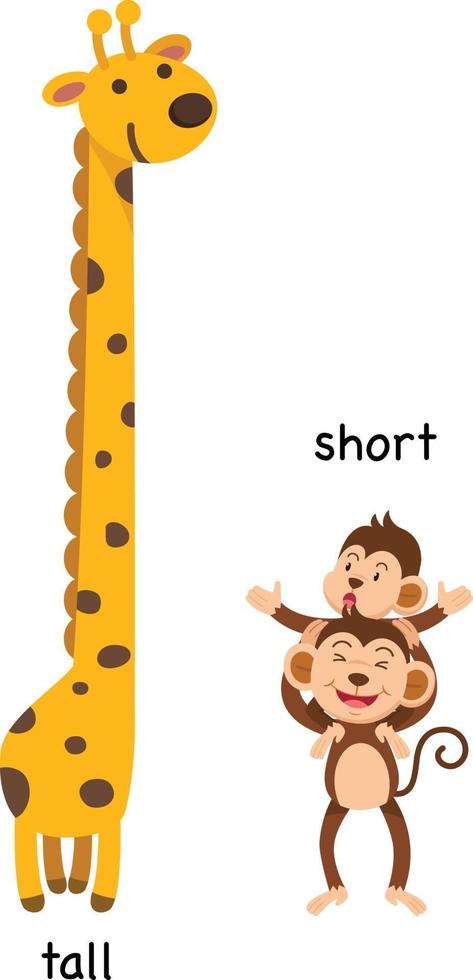 Opposite  tall and short  illustration vector