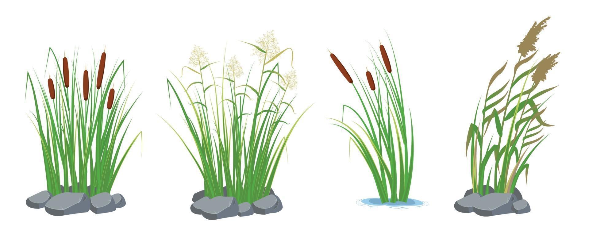 Set of cane and reeds in the green grass. Swamp and river plants. vector