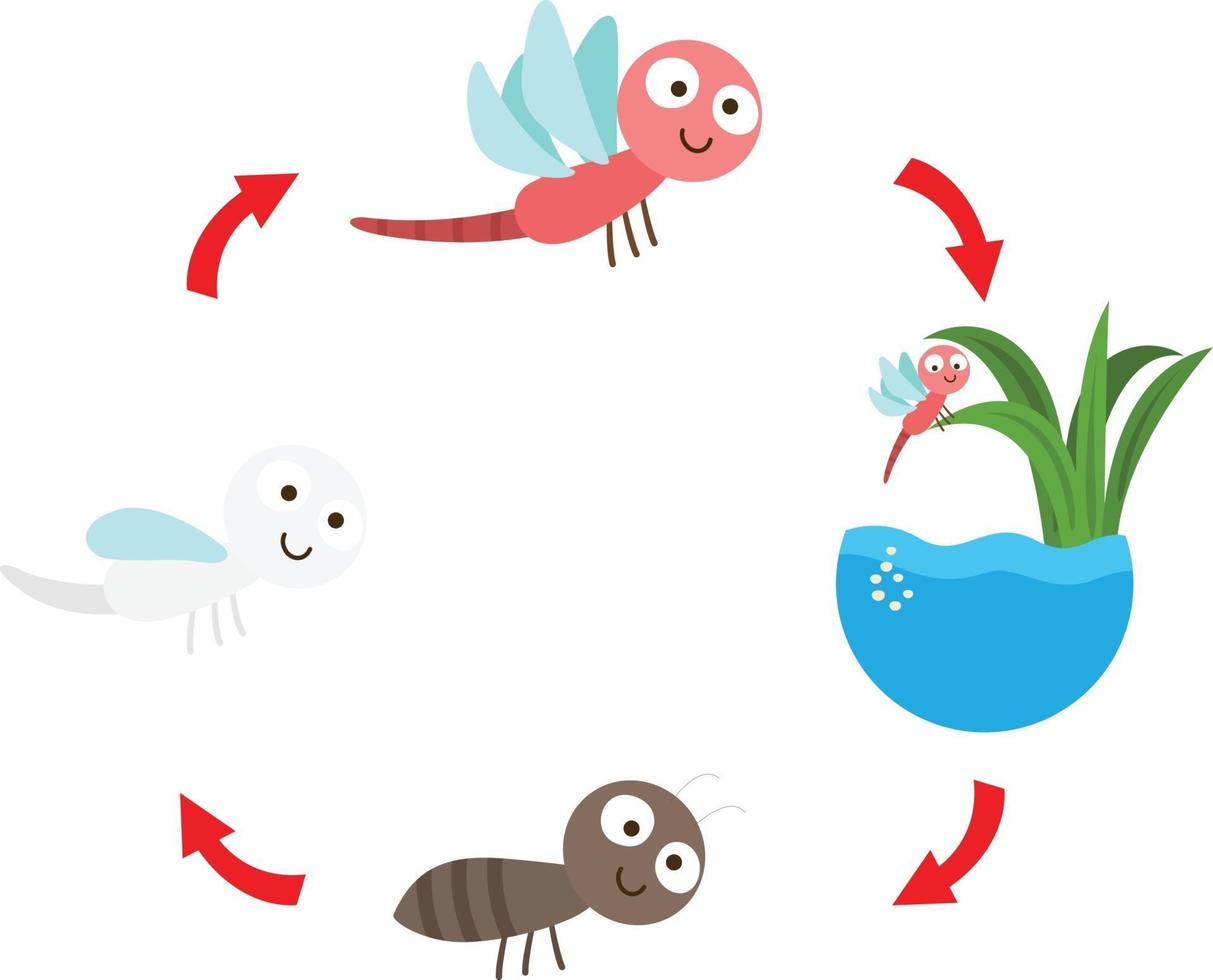 illustration life cycle  dragonfly vector