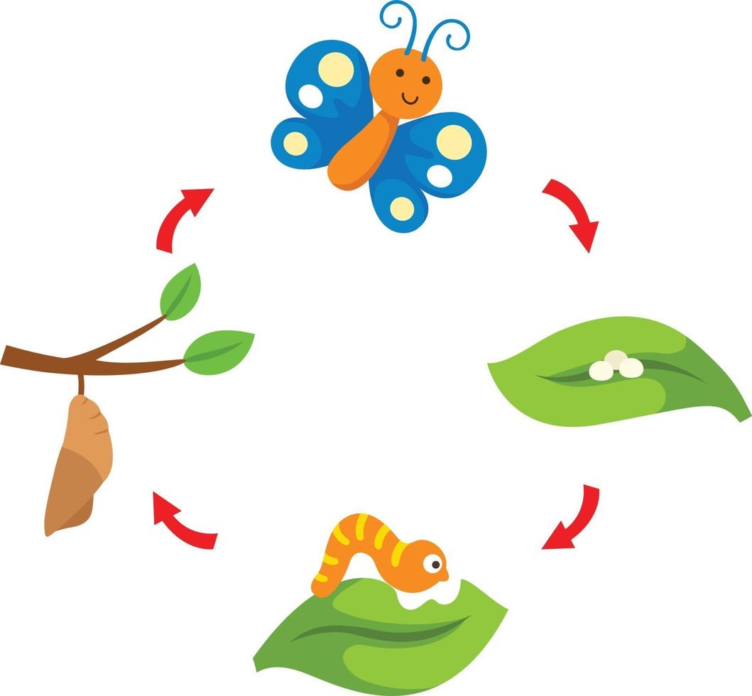 ilustración ciclo de vida mariposa vector