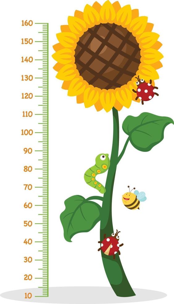 Meter wall with sunflower.vector illustration vector