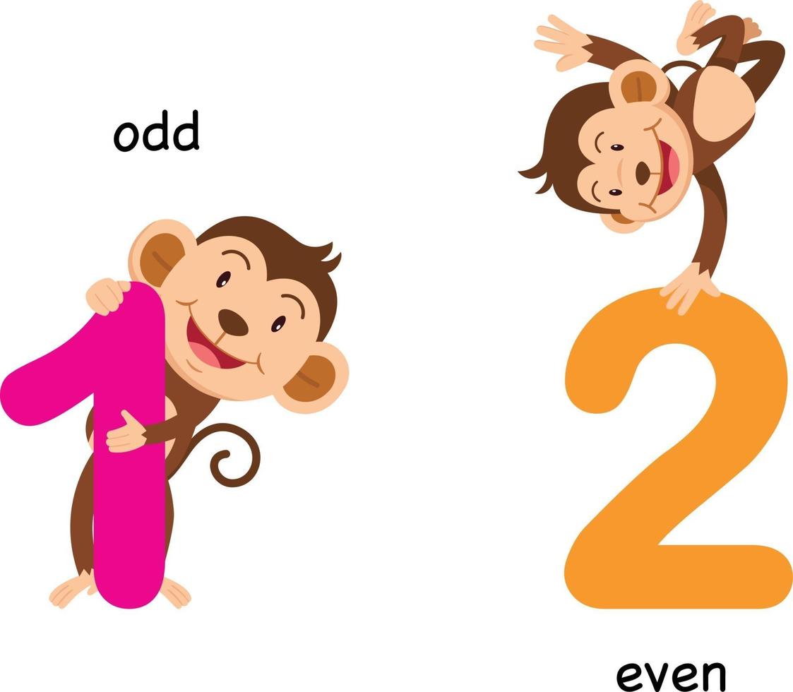 Opposite odd and even vector illustration