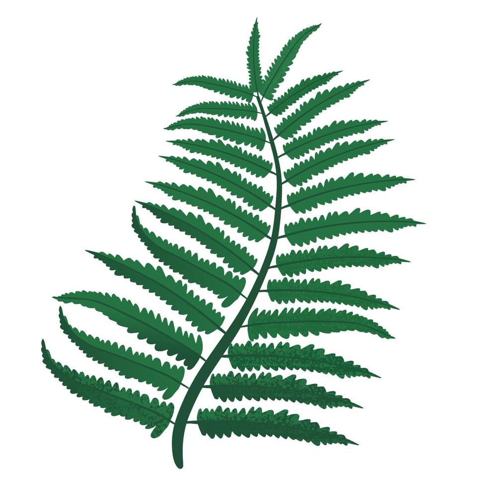 Green fern leaves. Vector illustration, isolated on white background