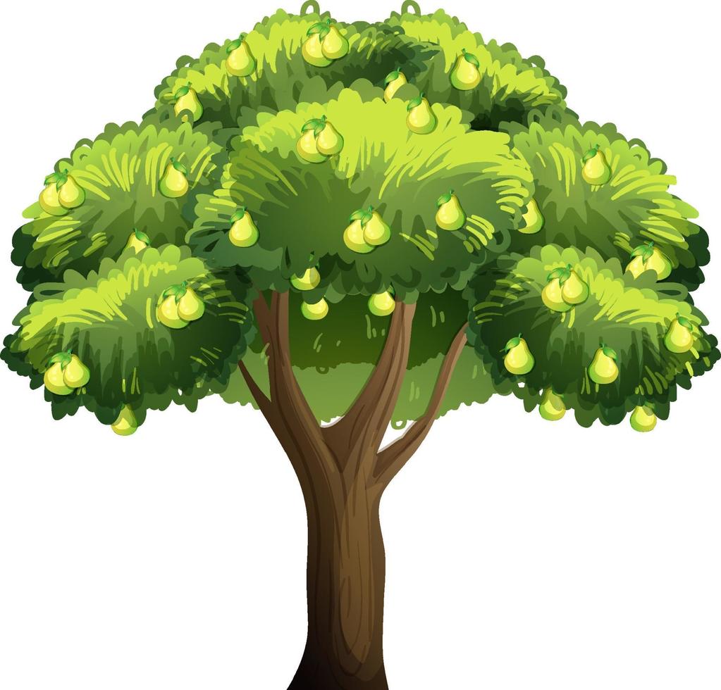 Pear fruit tree isolated on white background vector