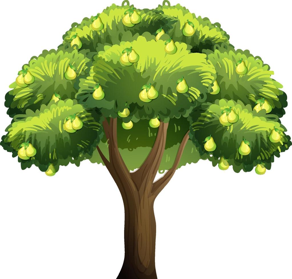 Árbol frutal de pera aislado sobre fondo blanco. vector