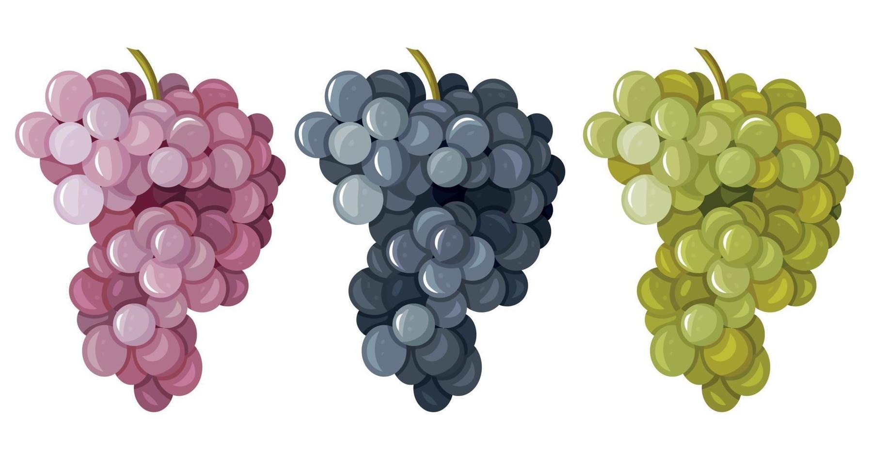 A set of different grape varieties isolated on a white background. vector