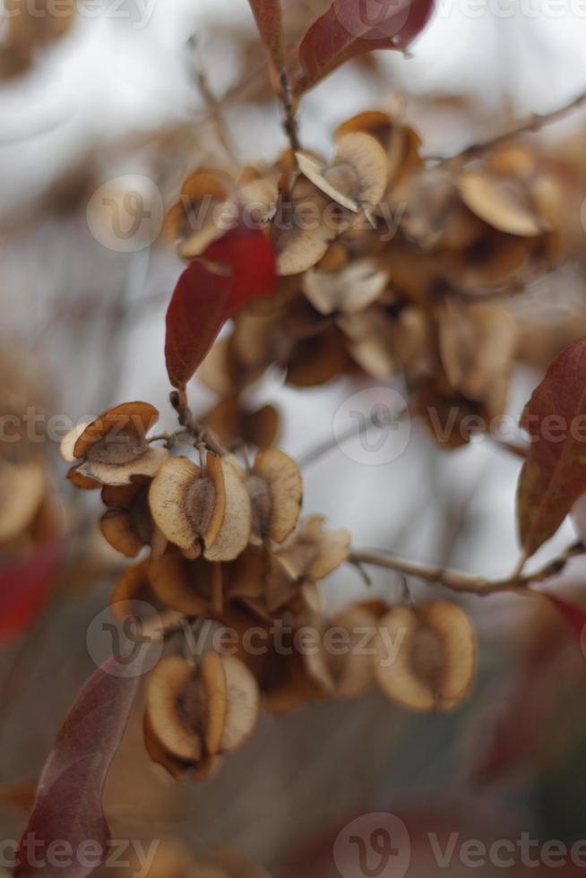 semillas de bushwillow rojizo foto