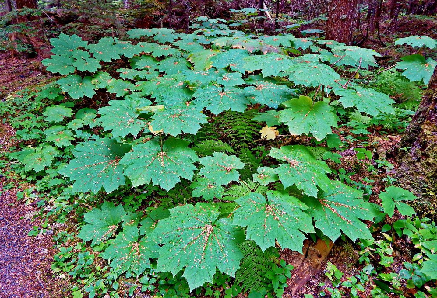 Devils Club at the Hackleman Old Growth Forest OR photo