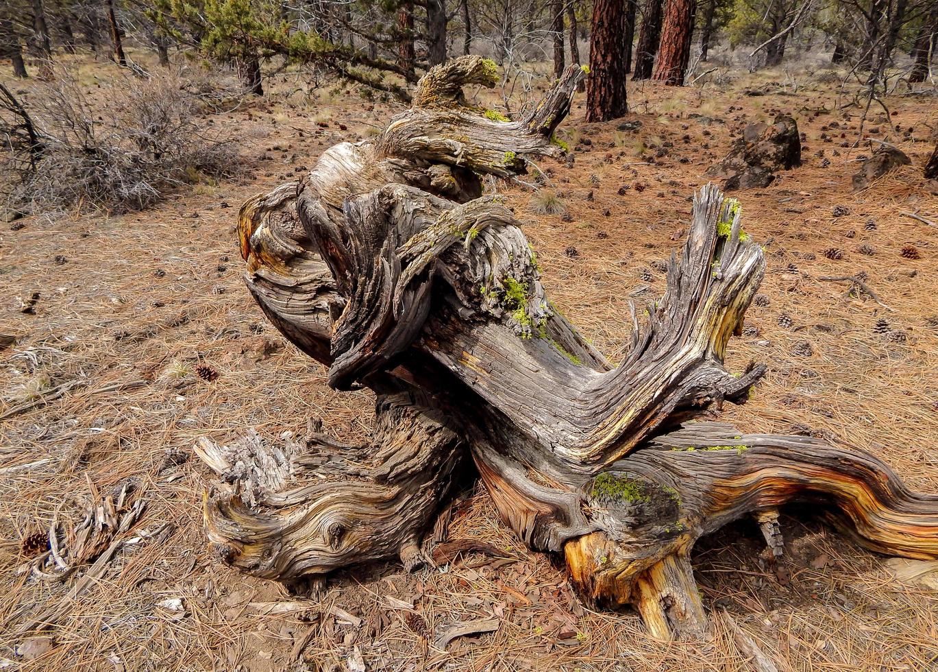 Odd Log Formation along FR480 near Tumalo OR photo