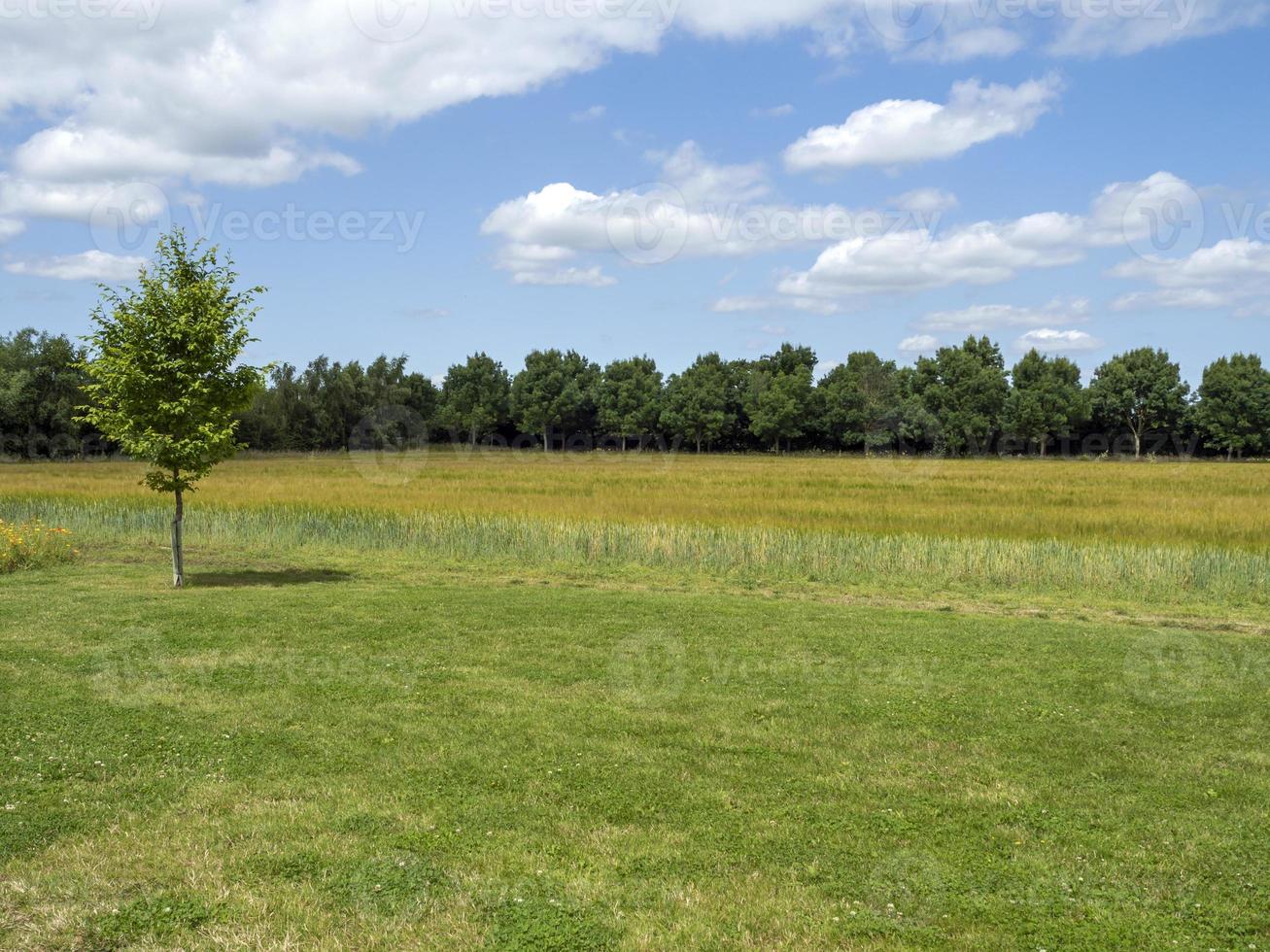 View over a field to a row of green trees and a summer sky photo