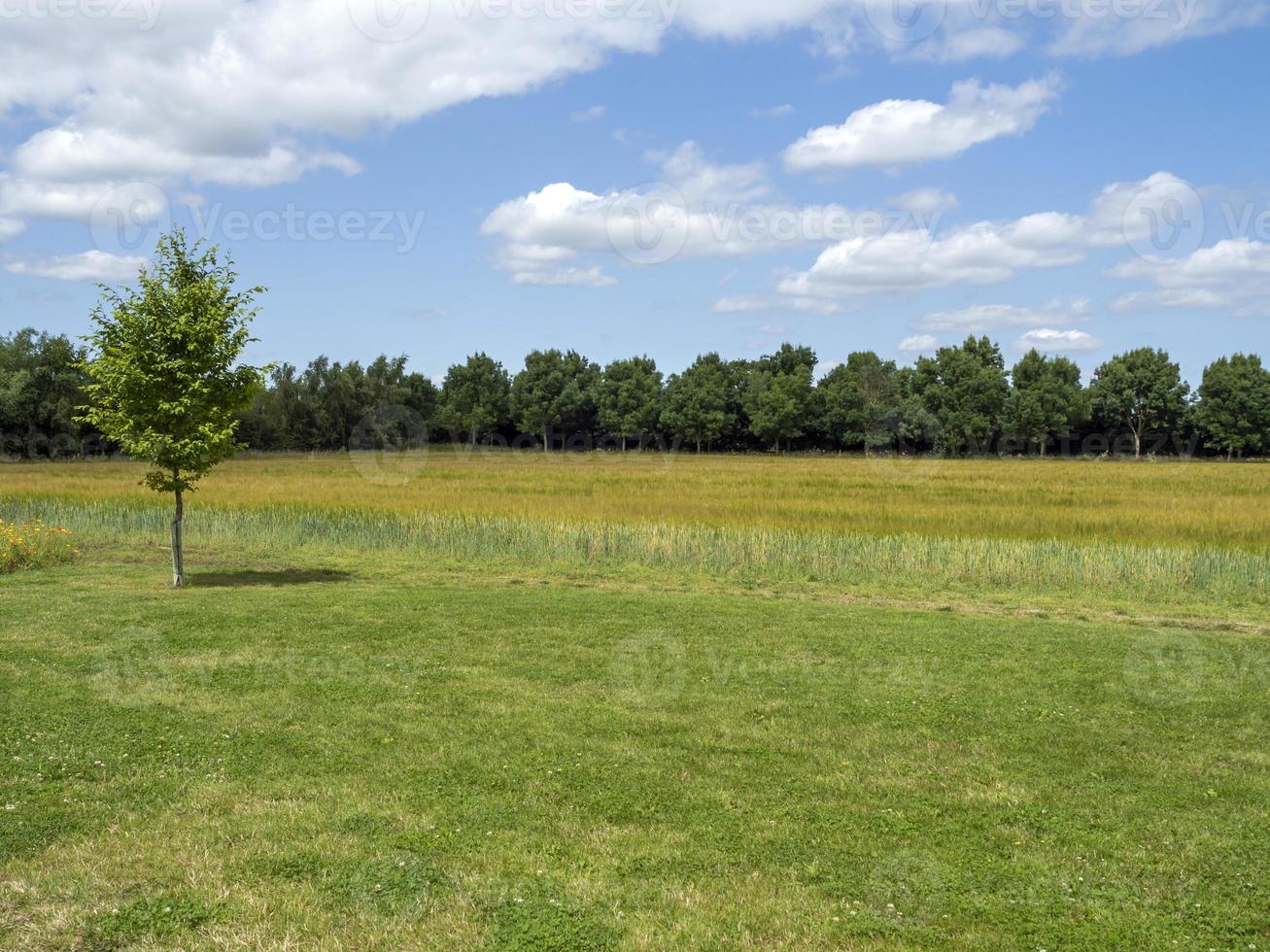 Ver más de un campo a una hilera de árboles verdes y un cielo de verano foto