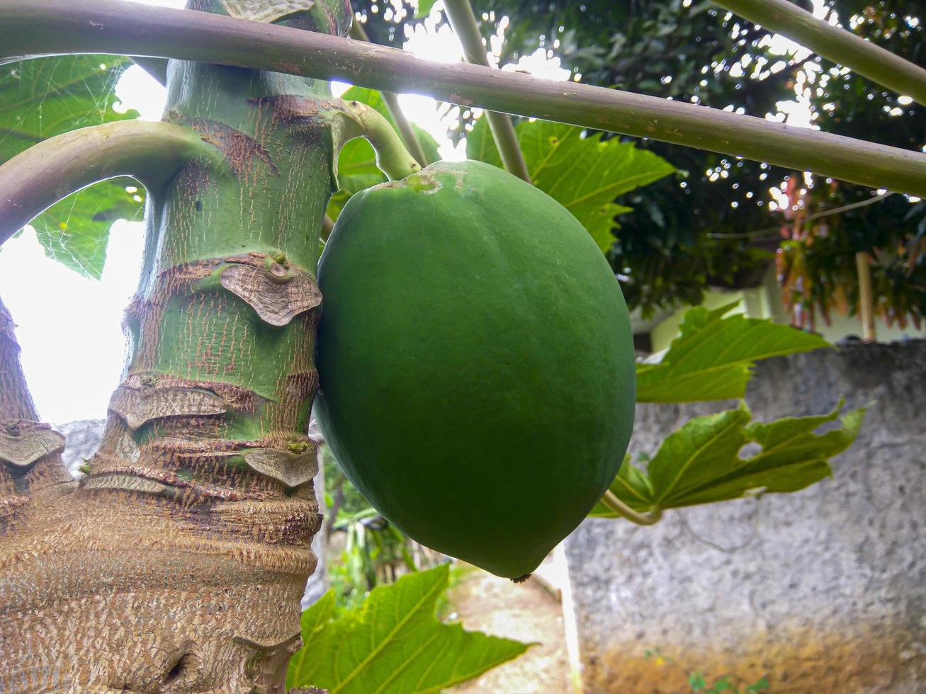 Green papaya on tree. Papaya Fruits of Papaya tree in the garden. photo